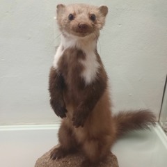 sísa