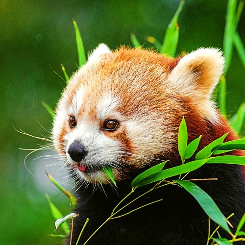 Red Panda’s avatar