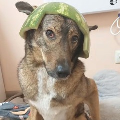даша волк