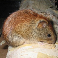 Myodes