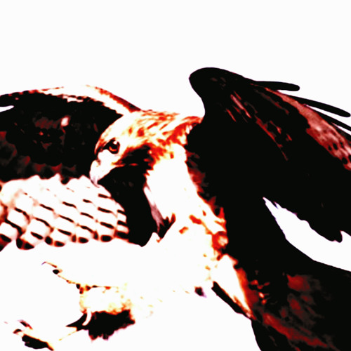 The sunny hawk’s avatar