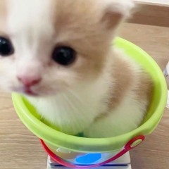 にゃんちむちゃむぽよ