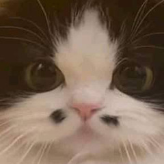 người tốt cỳ kực