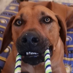 gino
