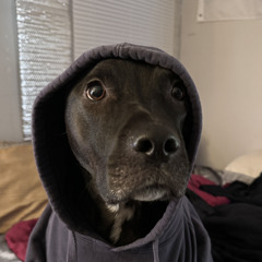 Dingo