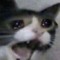 somecat