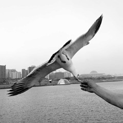 🕊