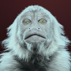 CAPUCHIN