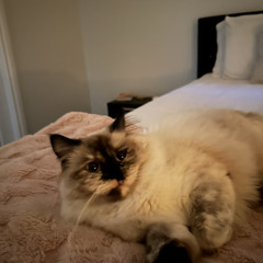 sophia