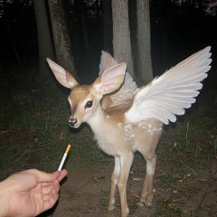 Ppdspemfobbt