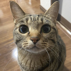 catthew