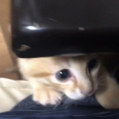 SHO