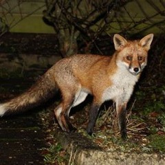 Leigh Fox