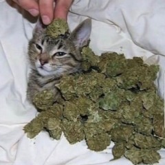 лизочка шпак