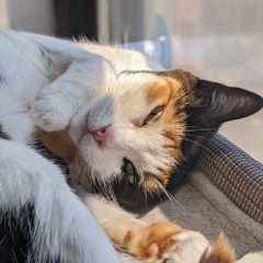 Pounia