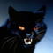 Black Cat