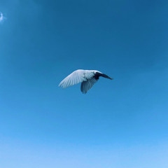 صفاء القاضي