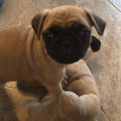 Carpet and Cardboard