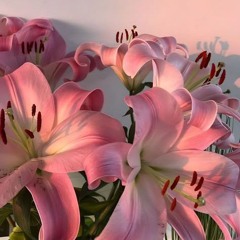 lily