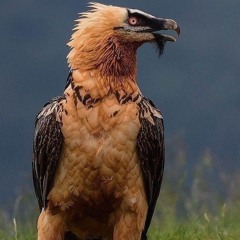 Bergja
