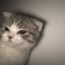 Anymosity