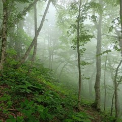 Akiga