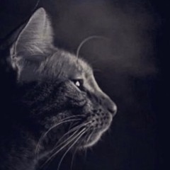 mateo
