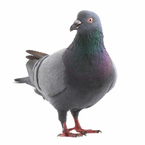 piegon meat’s avatar