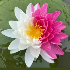 Mukesh Channa