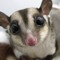 Sugar glider music