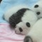 mr pan pan
