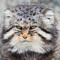 Angry Cat