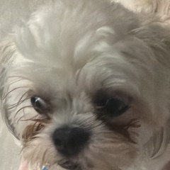 Kyo