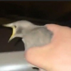 Birb