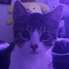 Mari