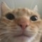 Bozocat