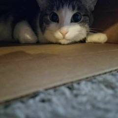 MauMeow