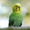 II Mr Bird II