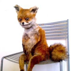 vulpine