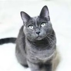 Felinefacts46