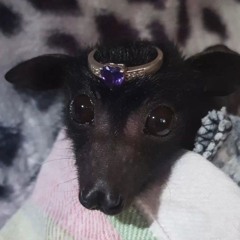 miapyxel