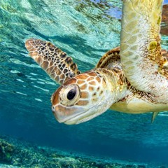 turtle master