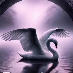 Dark Swan Productions