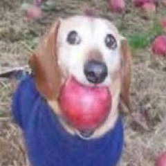 him