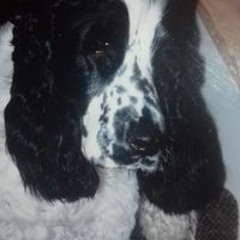 Poppie Kelly