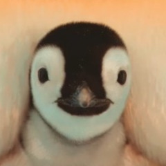 ilikepenguins75