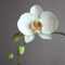orchidsonly