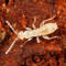 zoraptera