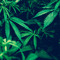 weedsmoker420