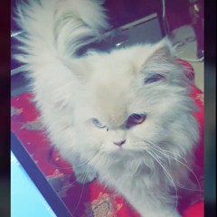 Fizza Syed